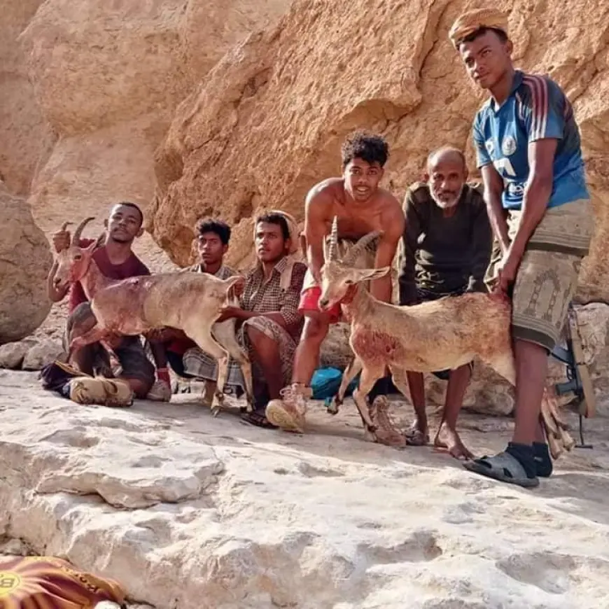 انقراض وشيك للوعول في حضرموت… صراع بين التراث والصيد الجائر يهدد البيئة اليمنية